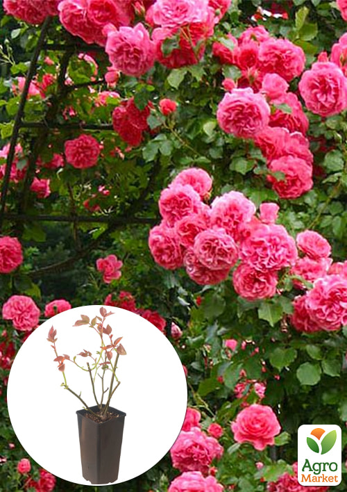 

Роза плетистая Rosarium Uetersen в контейнере, высший сорт