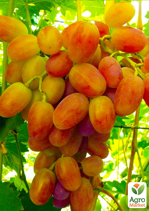 

Ексклюзив! Виноград жовто-помаранчевий Мед (преміальний столовий сорт, дуже солодкий)