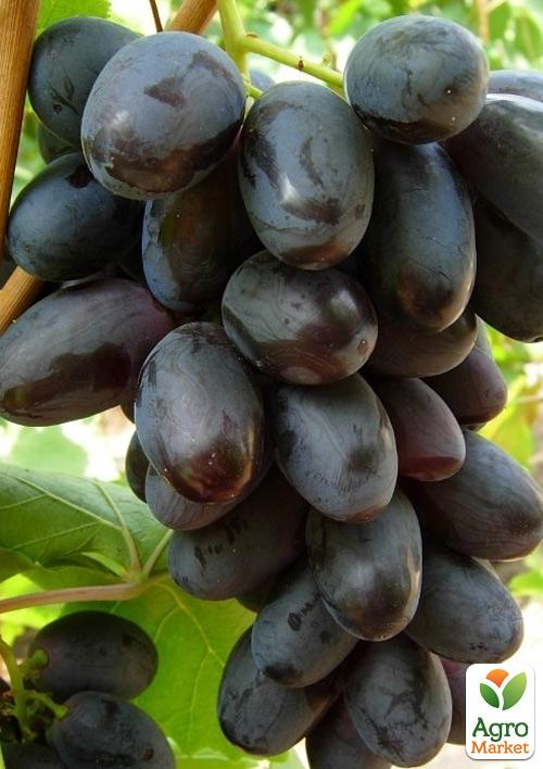 

Виноград Фуршет (ранньо-середній термін дозрівання)