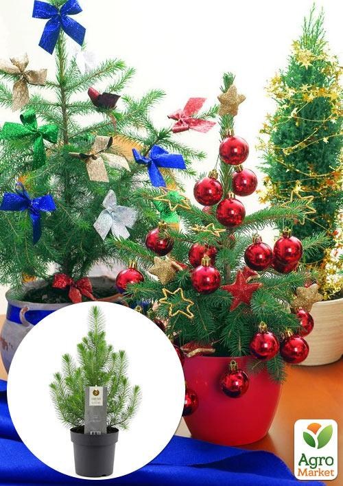 

Хвоя Новогодняя "Christmas Pine" (Рождественская сосна) (высота 30-40см)