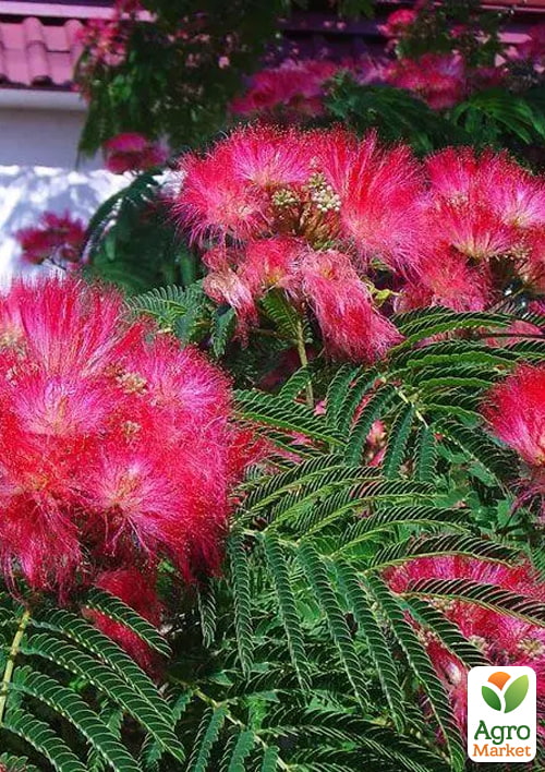 

Альбиция 2х-летняя ленкоранская Red Silk (красивоцветущая, очень ароматная) высота 70-100см