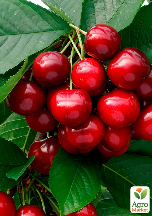 

Черешня Дилема (літній сорт, середній термін дозрівання)