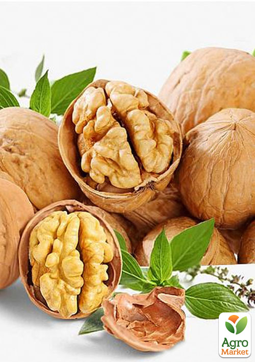 

Волоський горіх щеплений Franquette (французька селекція, середньостиглий термін дозрівання)