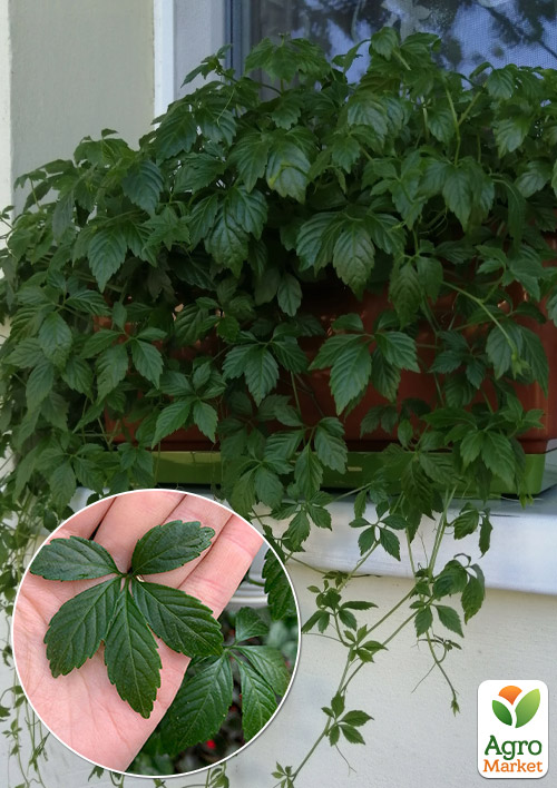 

Гіностемма П'ятилистова (джіаогулан, трава безсмертя)