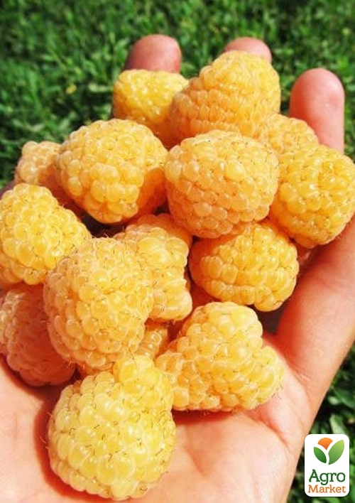 

Малина Ранкова роса укорінена в контейнері (ремонтантний великоплідний сорт)