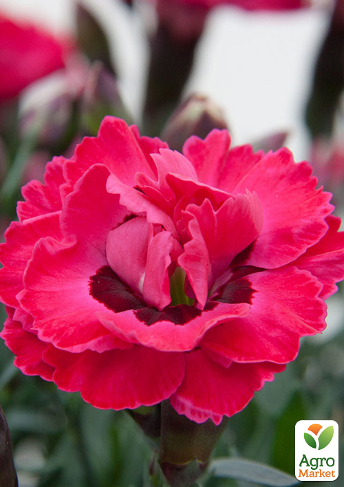 

Гвоздика Махровая Early Love (контейнер № 10, высота 10 см)