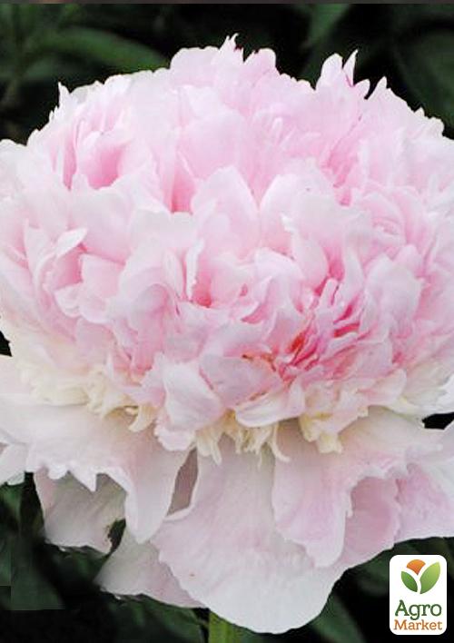 

Півонія трав'яниста Georg W.Peyton 1шт в упаковці