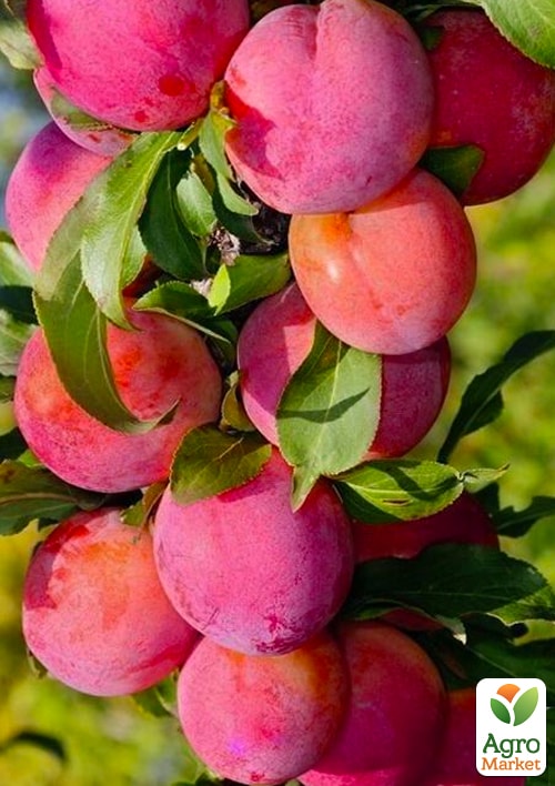 

Слива колоновидна Рубін (літній сорт, середній термін дозрівання)