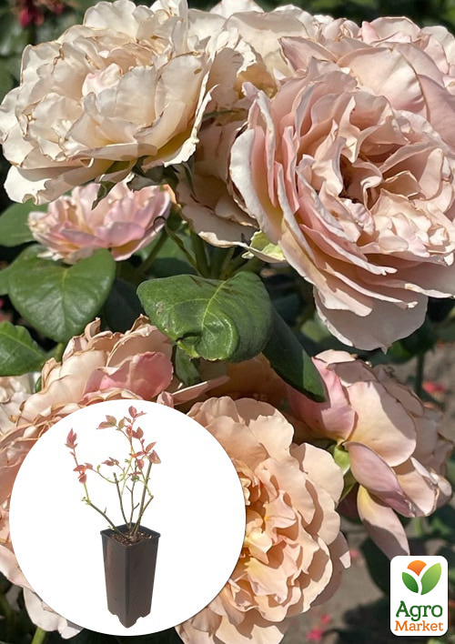 

Троянда чайно-гібридна Cafe Latte у контейнері, вищий сорт