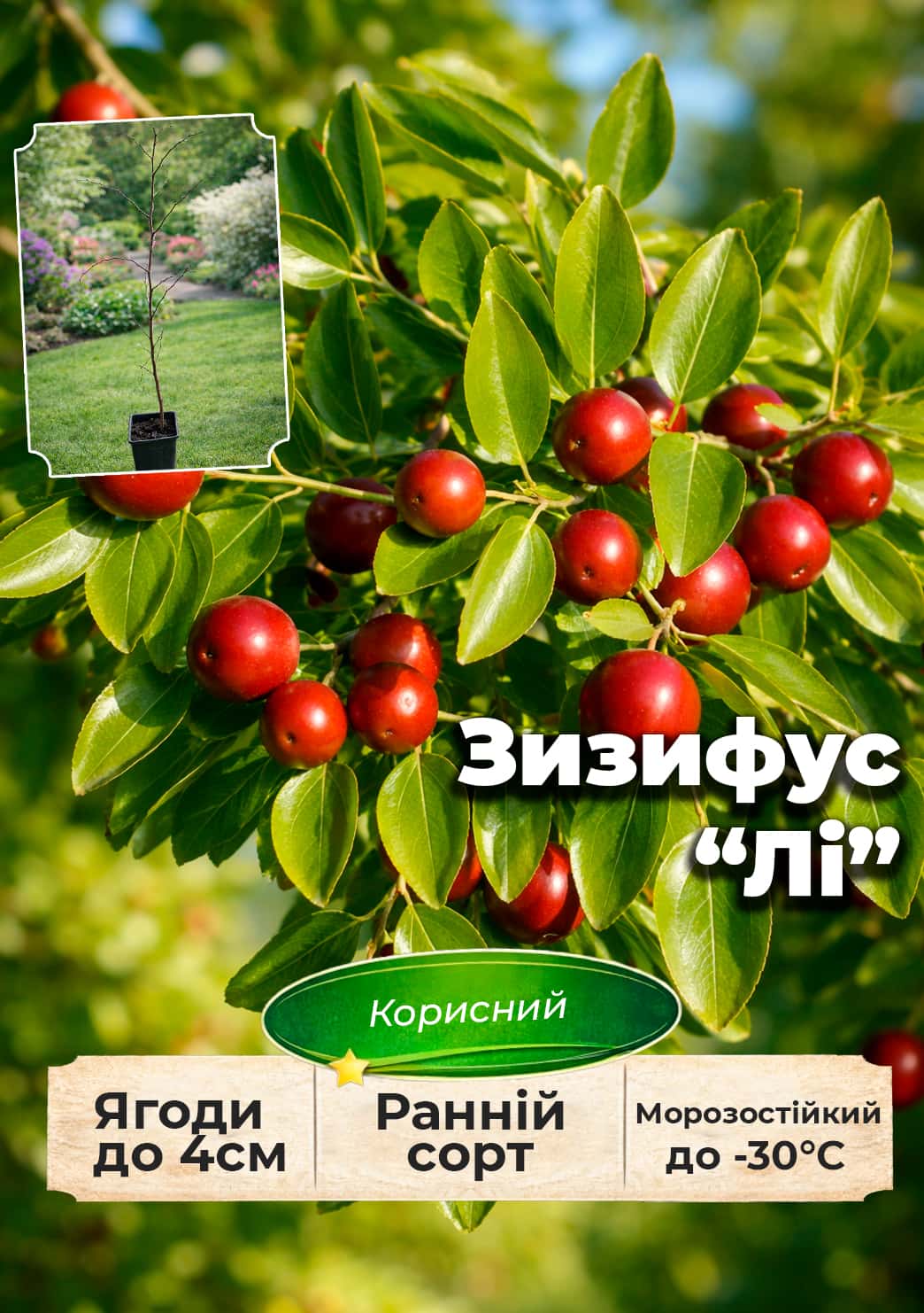 

Ексклюзив! Зизифус Li (Лі) (ранній термін дозрівання, перехресне запилення, садити по 2 саджанці різного сорту)