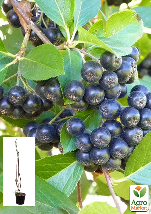 

Рябина черноплодная 2-летняя Viking укоренённая в контейнере