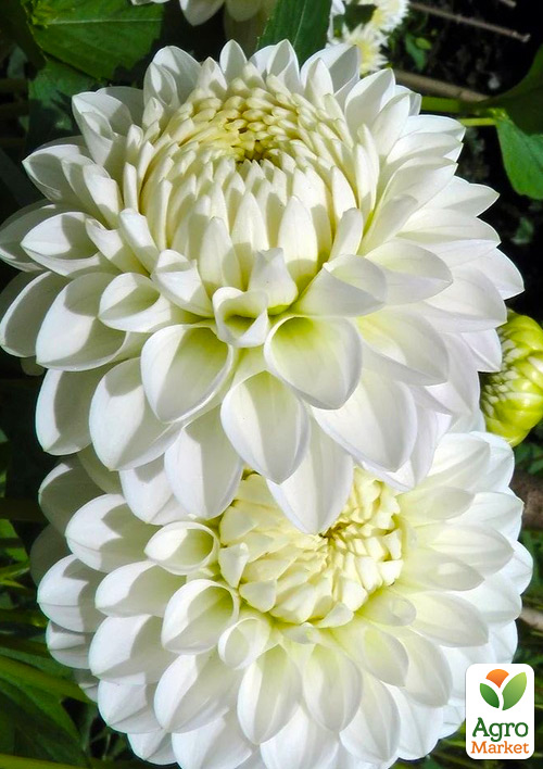 

Жоржина Polar Ice (гігантська квітка)