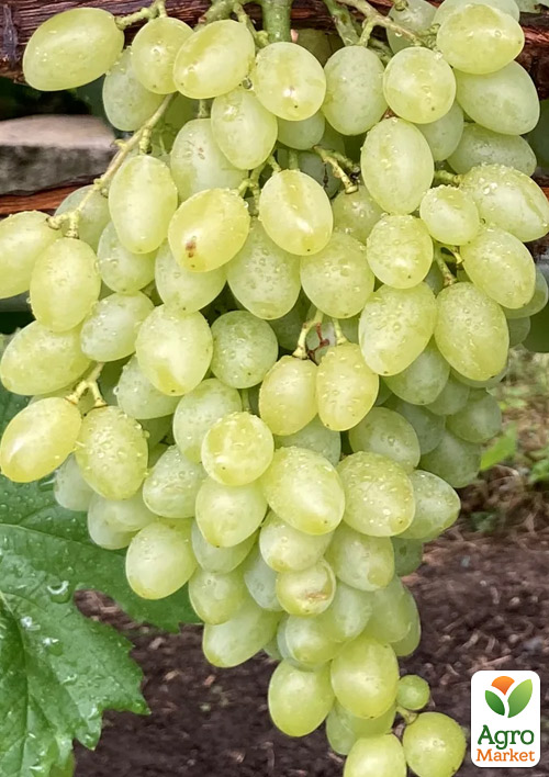 

Виноград Валентино (кишмиш, надранній термін дозрівання, велика ягода з легким мускатним букетом)