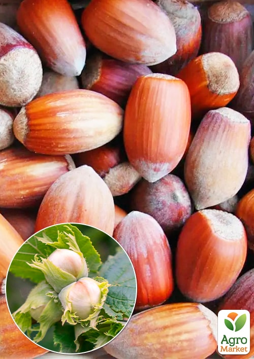 

Фундук Боровський (середній термін дозрівання, перехресне запилення, садити по 2 шт)