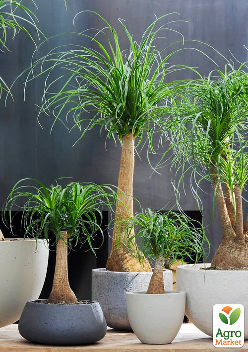 

Бокарнея (Нолина, бутылочное дерево)