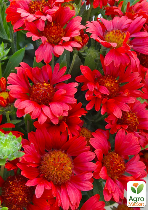 

Гайлардія багаторічна великоквіткова Mesa Red (вазон Р9)