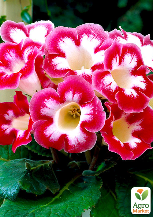 

Глоксиния Blanche de Meru 1шт в упаковке