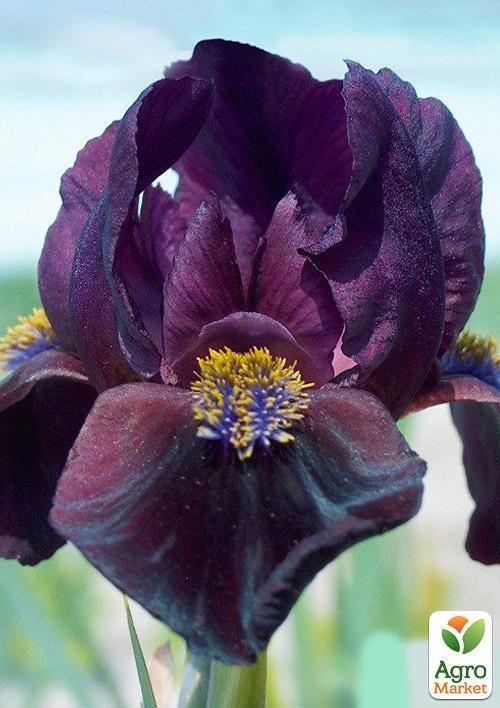 

Ирис карликовый "Little Black" 1шт в упаковке