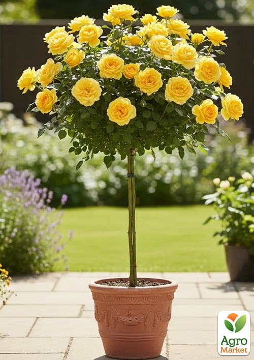 

Роза штамбовая Пилигрим (The Pilgrim) (саженец класса АА+)