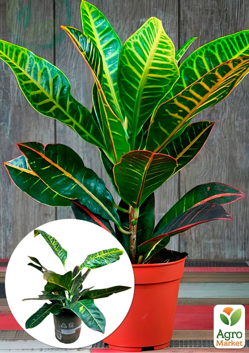 

Кодиеум Excellent