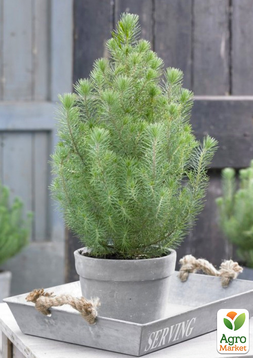 

LMTD Сосна Італійська Silver Crest (висота 20-40см)