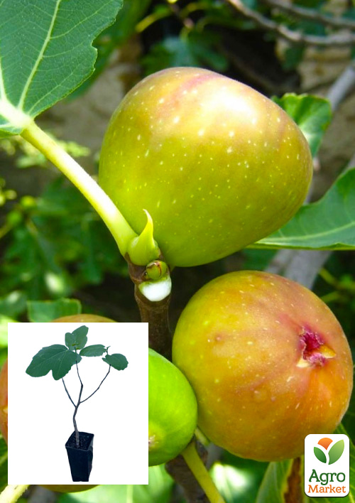 

Інжир золотистий Кордеро саджанець 2 роки (ремонтантний, ранній сорт)