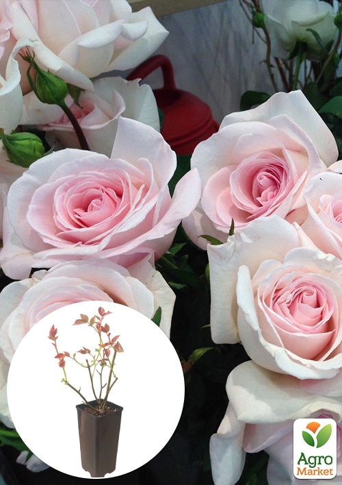 

Роза чайно-гибридная Принц Жардиньєр в контейнере, высший сорт