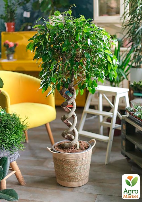 

LMTD Фікус Бенджаміна Twister переплетений стовбур (висота 35-45см)