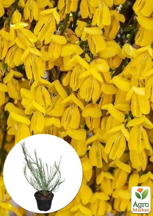 

Ракитник Golden Sunlight (цитисус) вазон С3