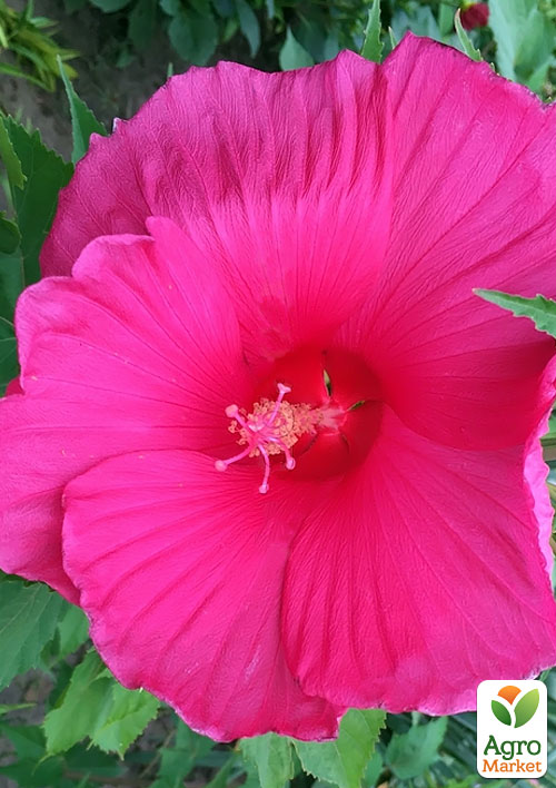 

Гібіскус трав'янистий малиновий Галактика