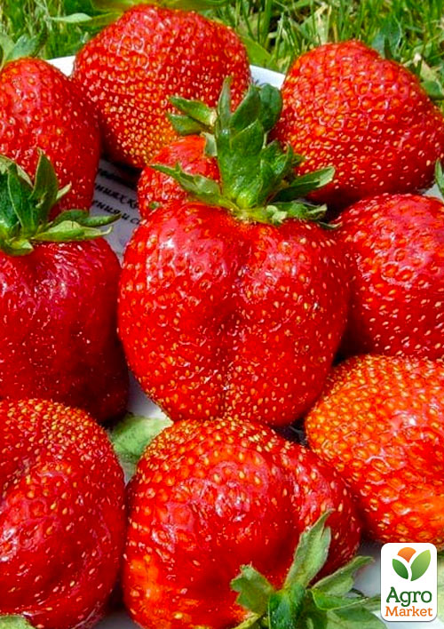 

Эксклюзив! Клубника рубиново-красная Власть короля (Power of the king) 5шт (премиальный ремонтантный сорт, очень сладкая)