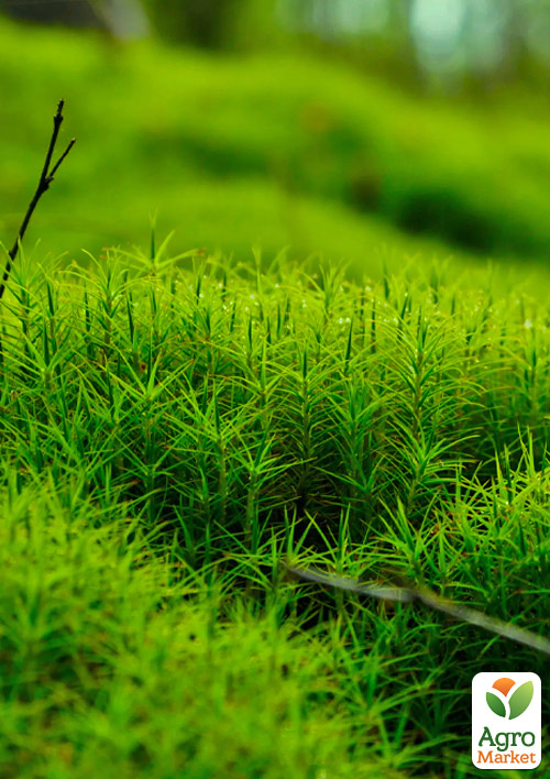 

Мшанка (ирландский мох) Black Moss