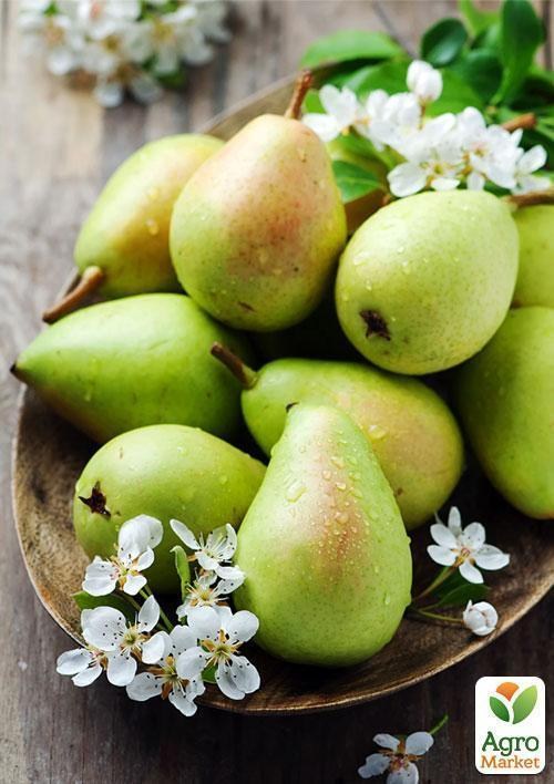 Колоновидна груша Жовтнева (осінній сорт) 1 саджанець в упаковці