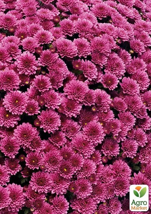 

Хризантема мультифлора шарообразная Staviski Purple