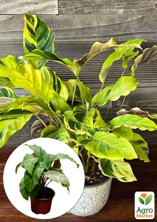 

Калатея Fusion Yellow висота 35-45см