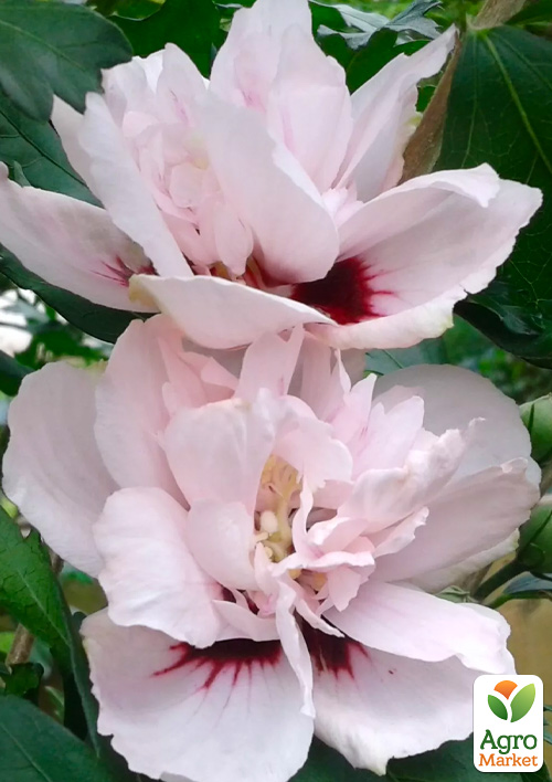 

Гібіскус деревовидний махровий Lady Stanley