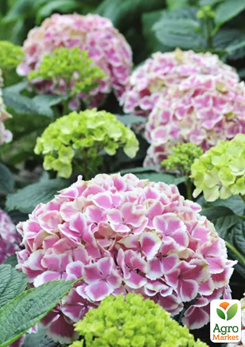 

Гортензія крупнолиста Forever and ever Peppermint