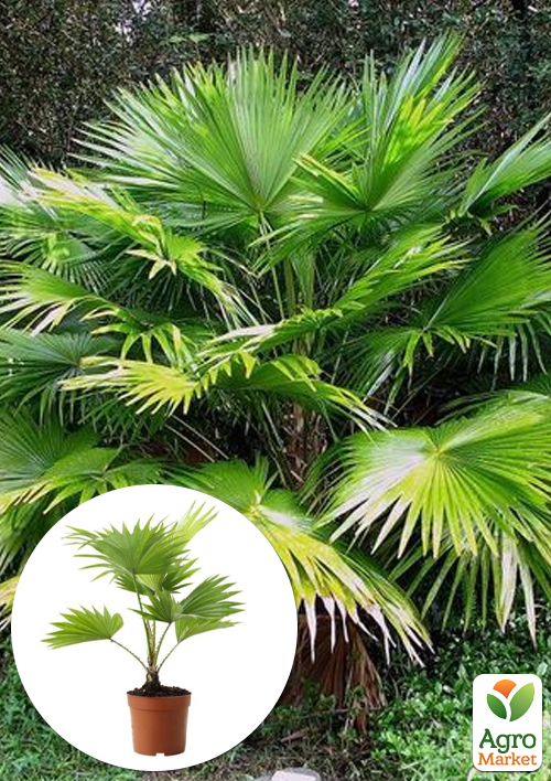 

LMTD Пальма Livistona Rotundifolia висота 35-45см