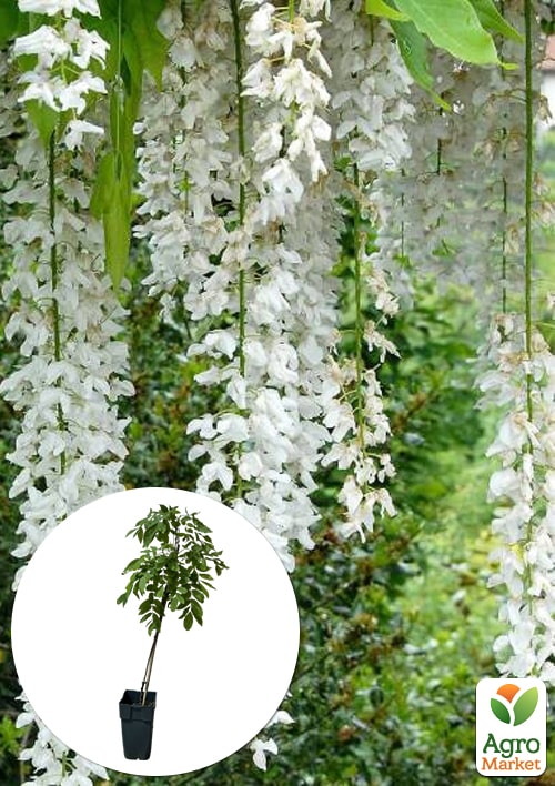 

LMTD Вистерия (глициния) Longissima Alba 2-х летняя (высота 50-70см)