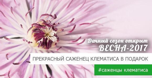 Получайте саженец клематиса БЕСПЛАТНО! Получайте саженец клематиса БЕСПЛАТНО!