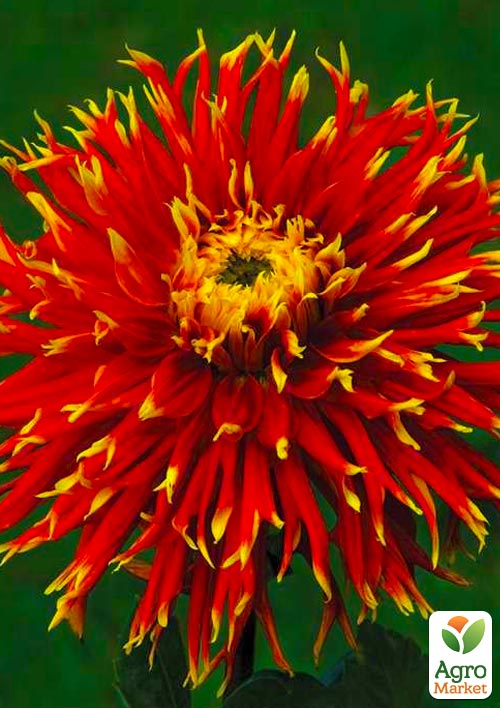 

Георгина Show N Tell