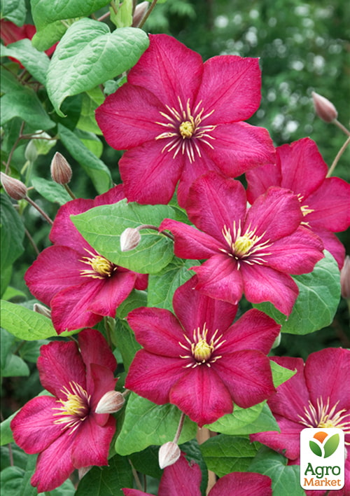 

Эксклюзив! Клематис Сладкая жизнь (La dolce vita) (крупноцветковый сорт)