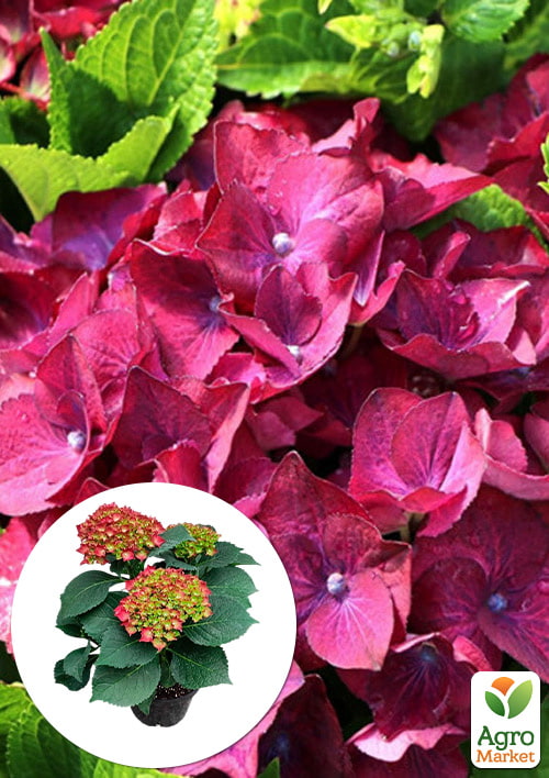 

LMTD Гортензія великолистна квітуча 3-річна Royal Red Purple (25-40см)