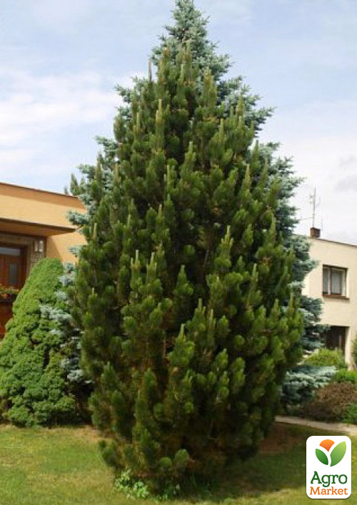 

Сосна чорна Pyramidalis (Пірамідаліс)