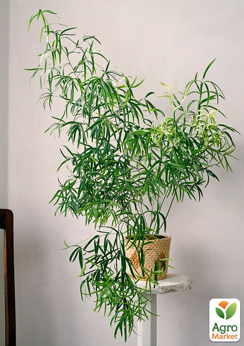 

Аспарагус Falcatus высота 25-35см