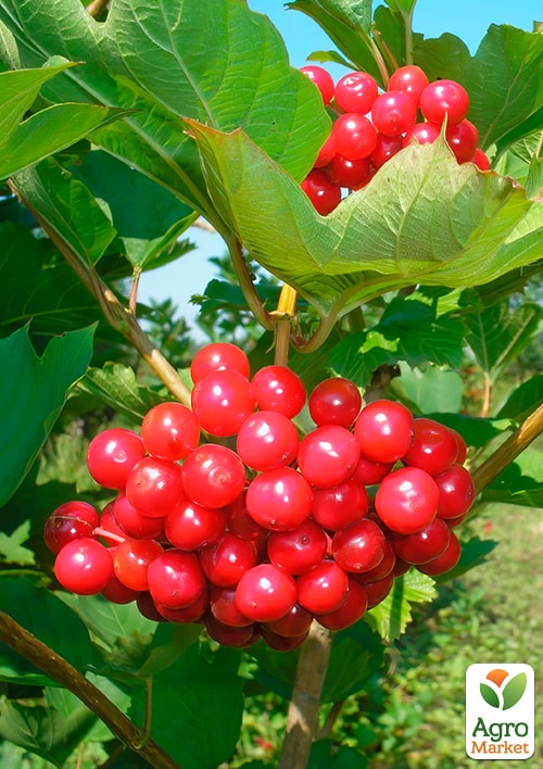 

Калина Великоплідна (ранній термін дозрівання)