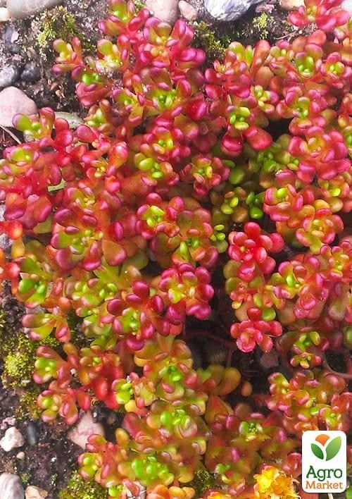 

Очиток Орегонский(Sedum oreganum)