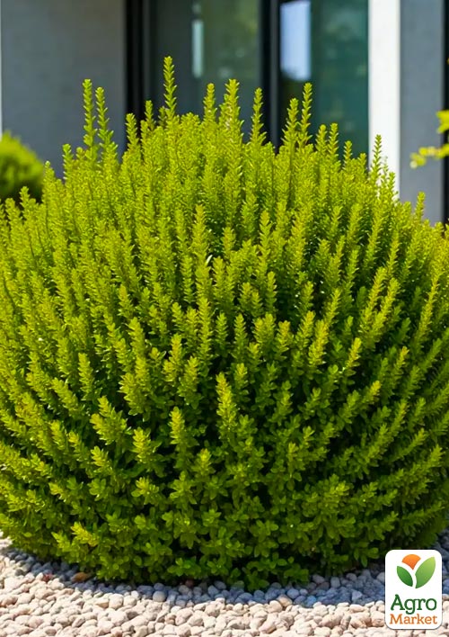 

Хебе Emerald Green (вічнозелена компактна багаторічна рослина)