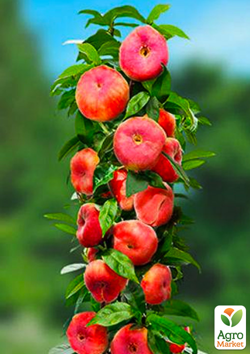

Персик колоноподібний Інжирний (суперсолодкий сорт, середній термін дозрівання)