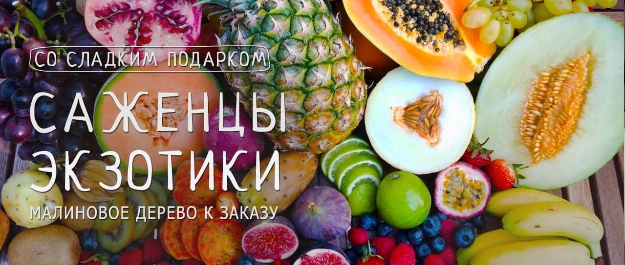 Акция! Получайте сладкий подарок при покупке экзотических саженцев Акция! Получайте сладкий подарок при покупке экзотических саженцев